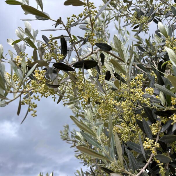 PHOTO-2025-05-17-06-13-13