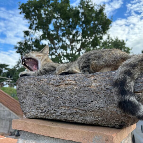 PHOTO-2025-05-17-06-30-57